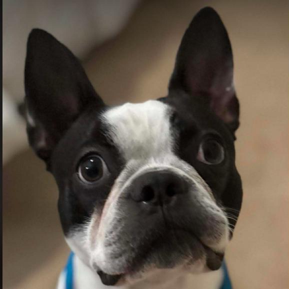 Enlarge Oreo, a Adoptable Boston Terrier in Oceanside, NY image 2/3