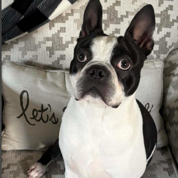 Enlarge Oreo, a Adoptable Boston Terrier in Oceanside, NY image 3/3