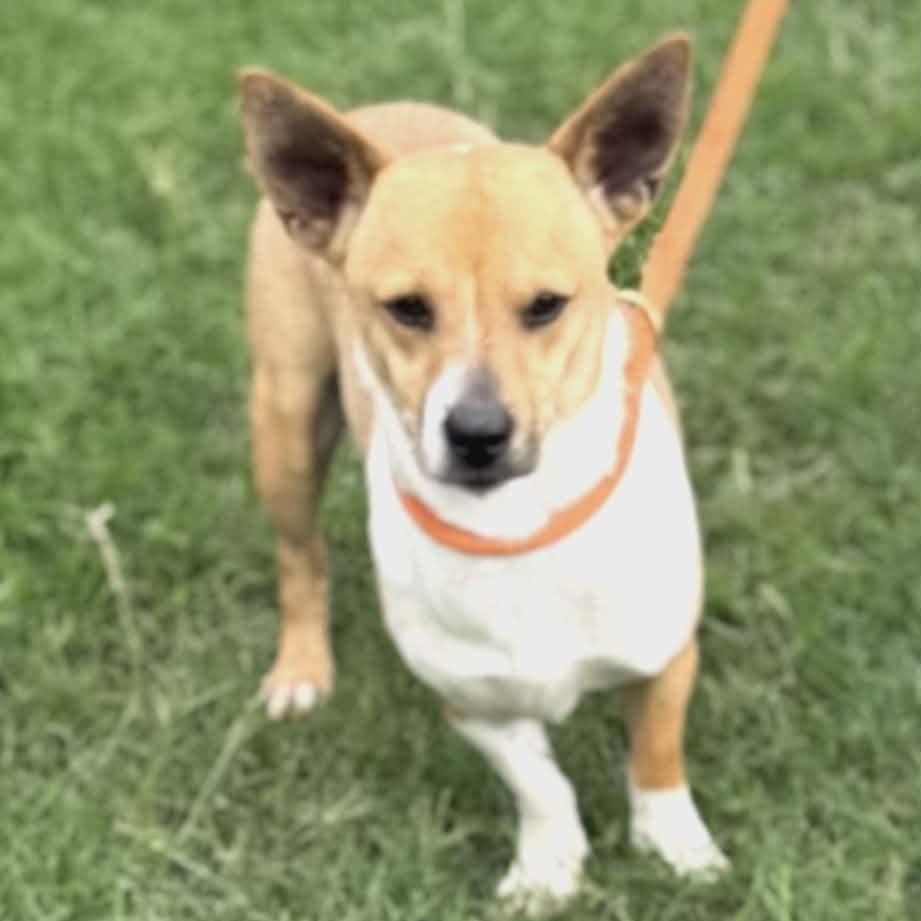 Tucker, a ADOPTABLE mixed breed in Williston, VT image 2/4