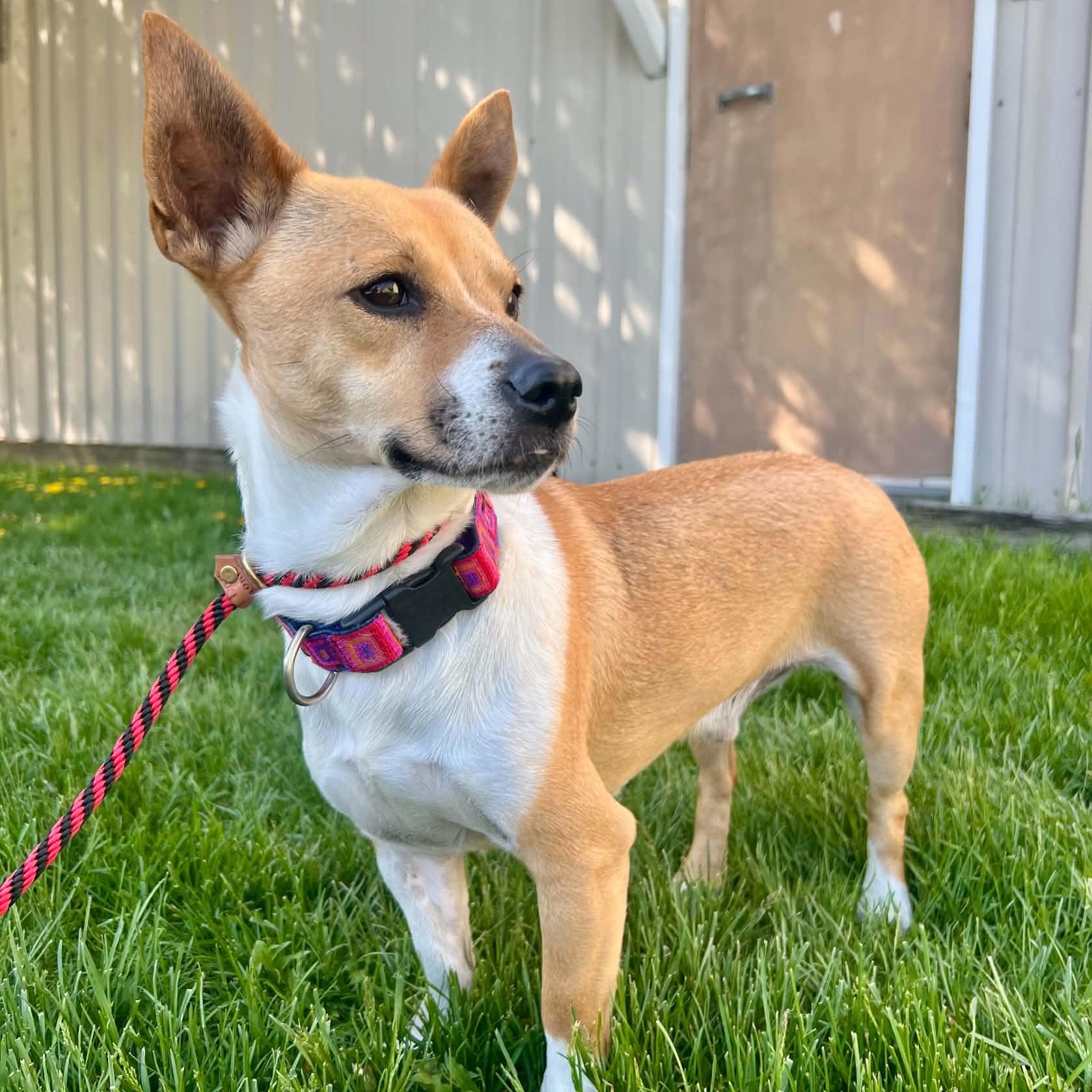Tucker, ADOPTABLE, Young Male Corgi.