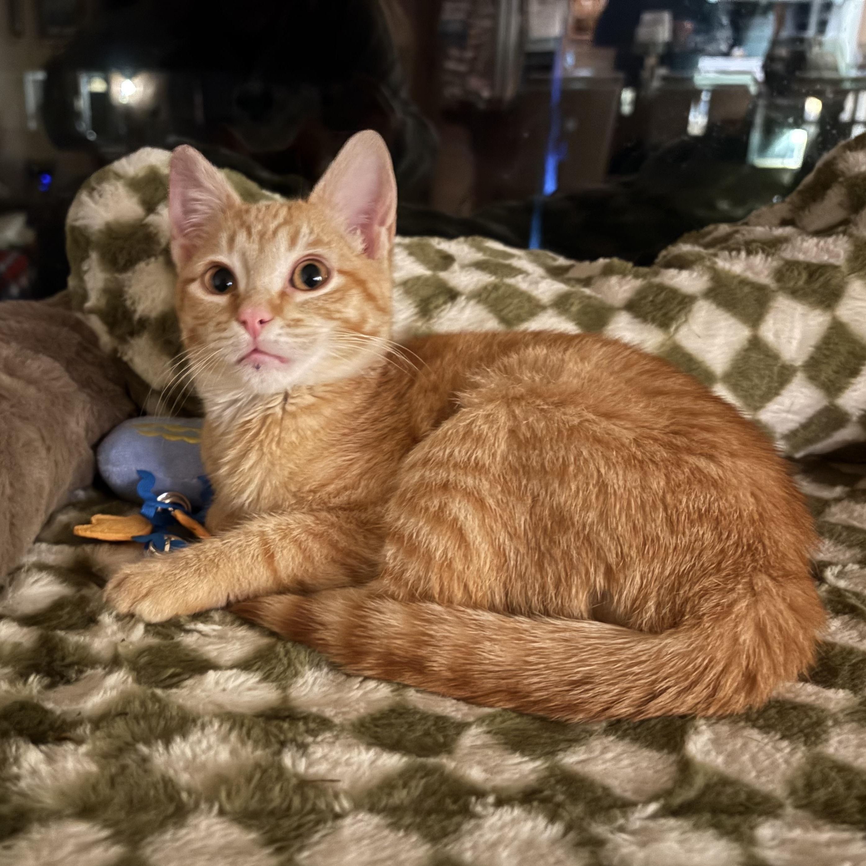 Nathan Luoma, adoptable, Kitten Male Domestic Short Hair.