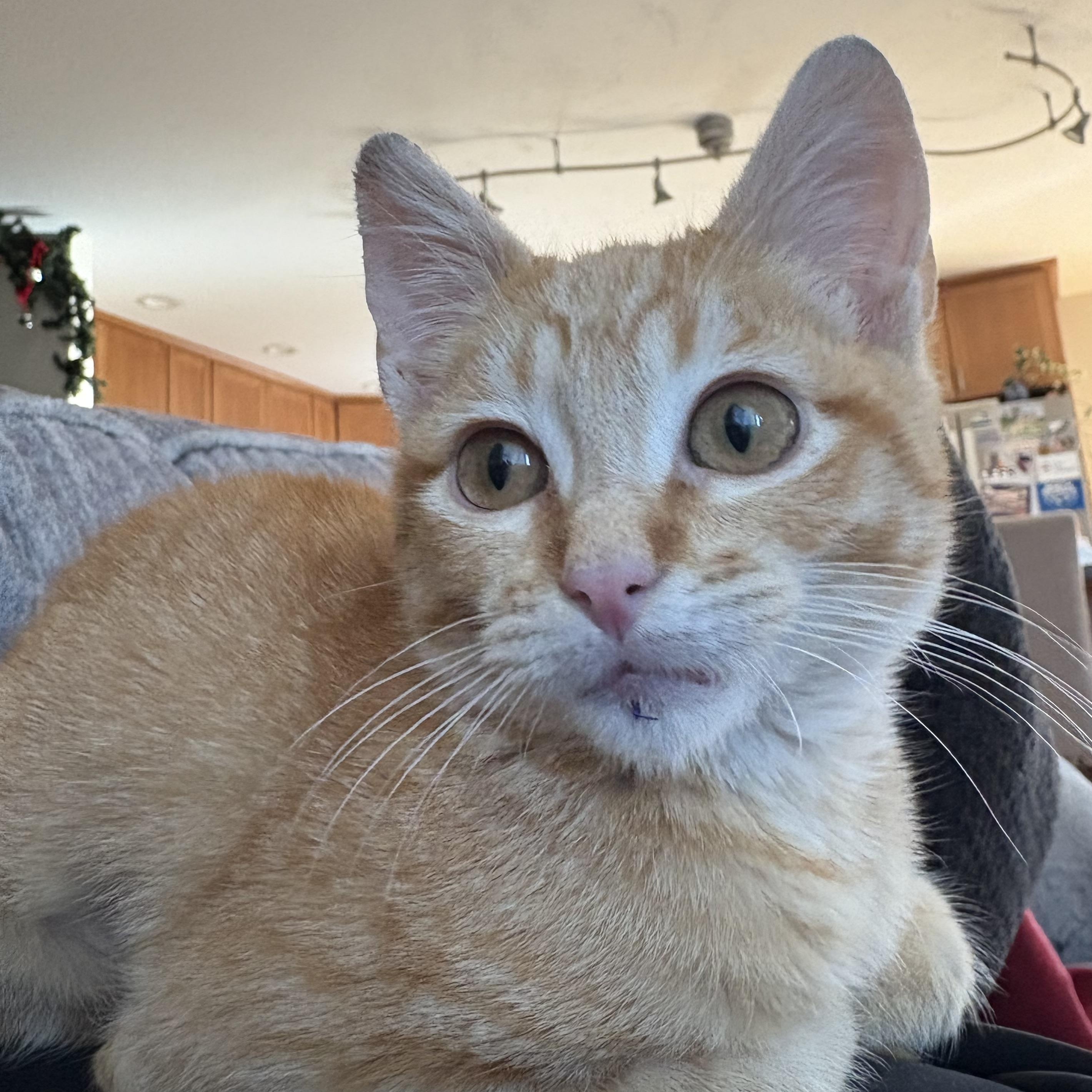 Enlarge Nathan Luoma, an adoptable Domestic Short Hair in Denver, CO image 3/5