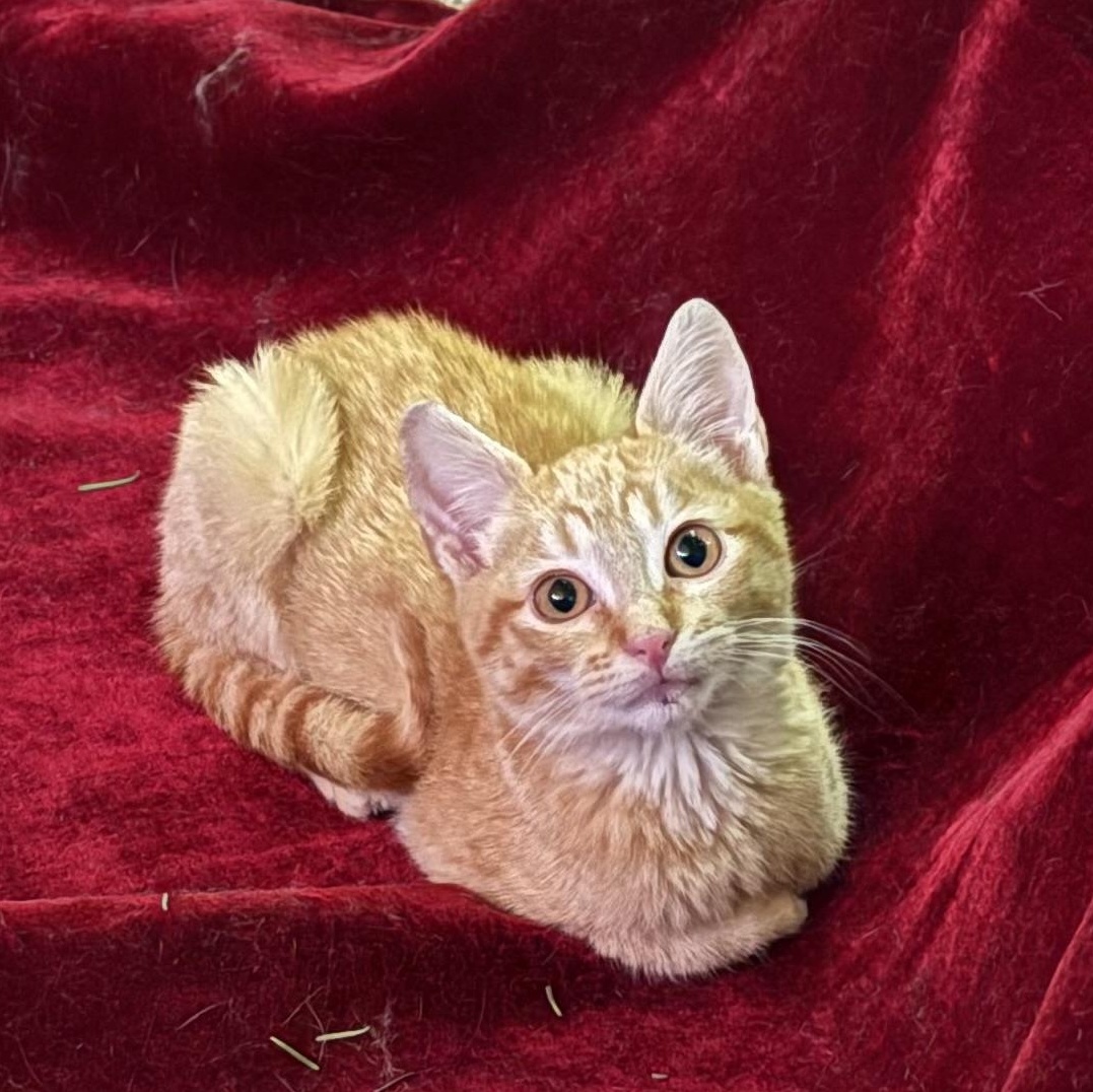 Enlarge Nathan Luoma, an adoptable Domestic Short Hair in Denver, CO image 4/5