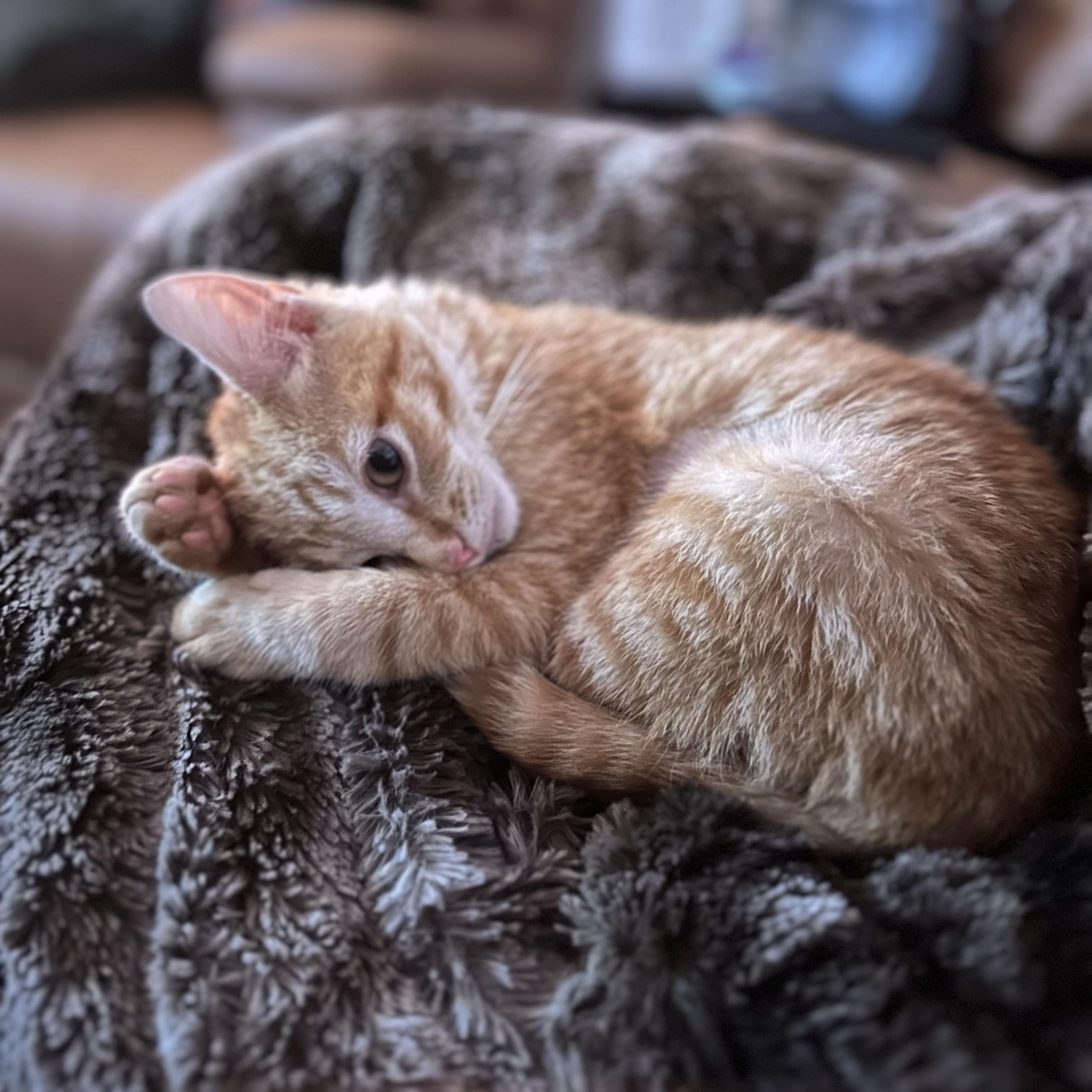 Enlarge Nathan Luoma, an adoptable Domestic Short Hair in Denver, CO image 2/5