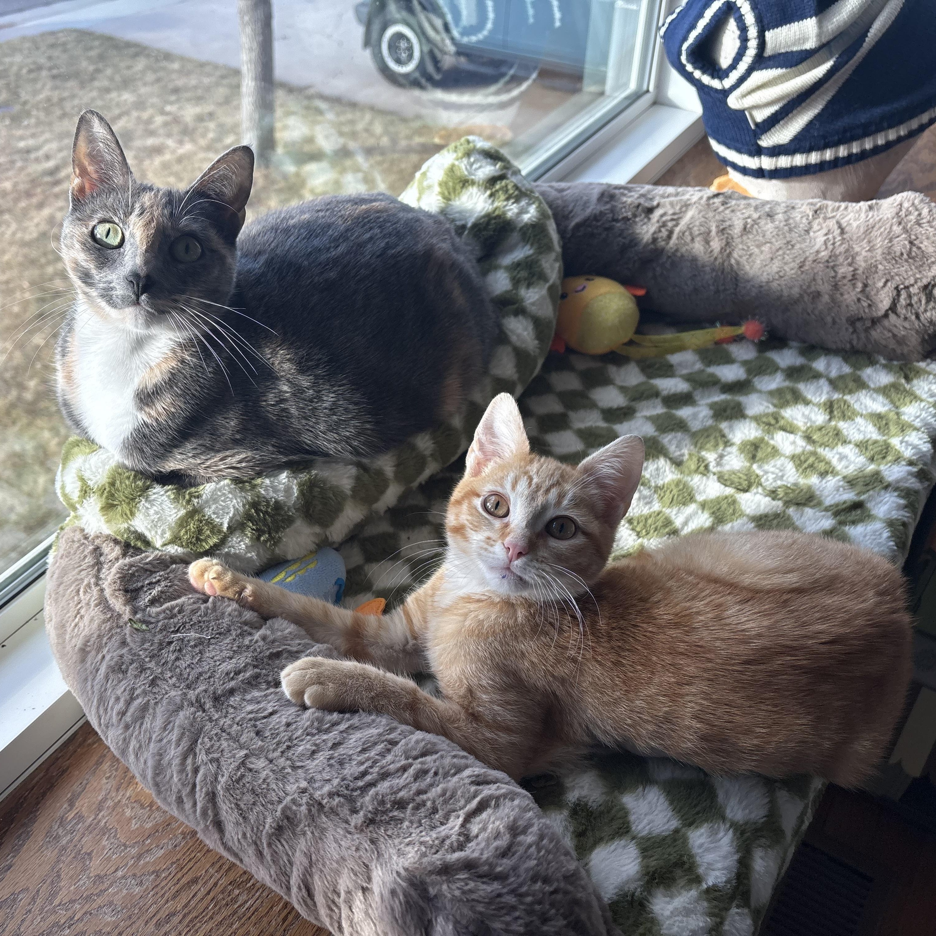 Enlarge Nathan Luoma, an adoptable Domestic Short Hair in Denver, CO image 5/5