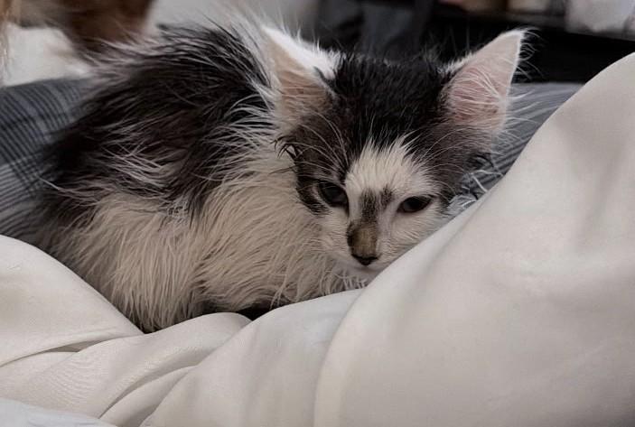 KITTEN: Isis, ADOPTABLE, Kitten Female Domestic Short Hair.