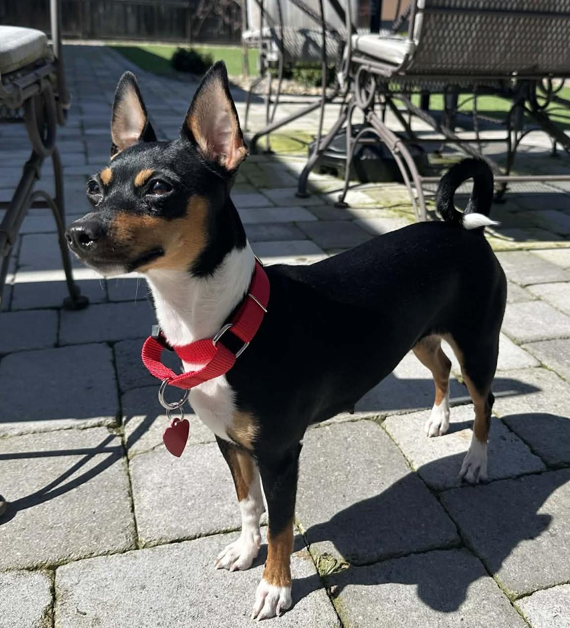 Enlarge Apple, a ADOPTABLE Rat Terrier in Eugene, OR image 1/5