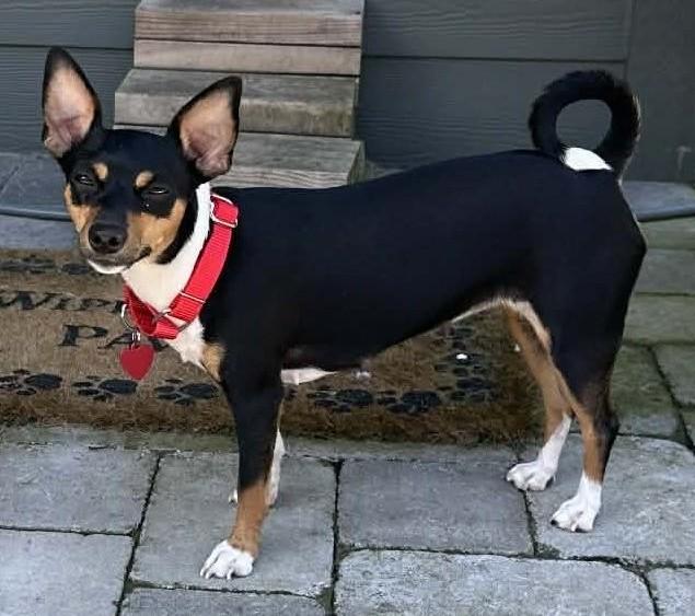 Enlarge Apple, a ADOPTABLE Rat Terrier in Eugene, OR image 5/5
