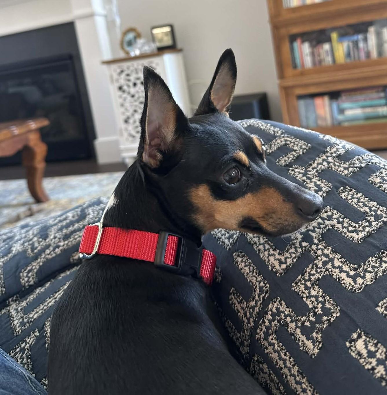 Enlarge Apple, a ADOPTABLE Rat Terrier in Eugene, OR image 3/5