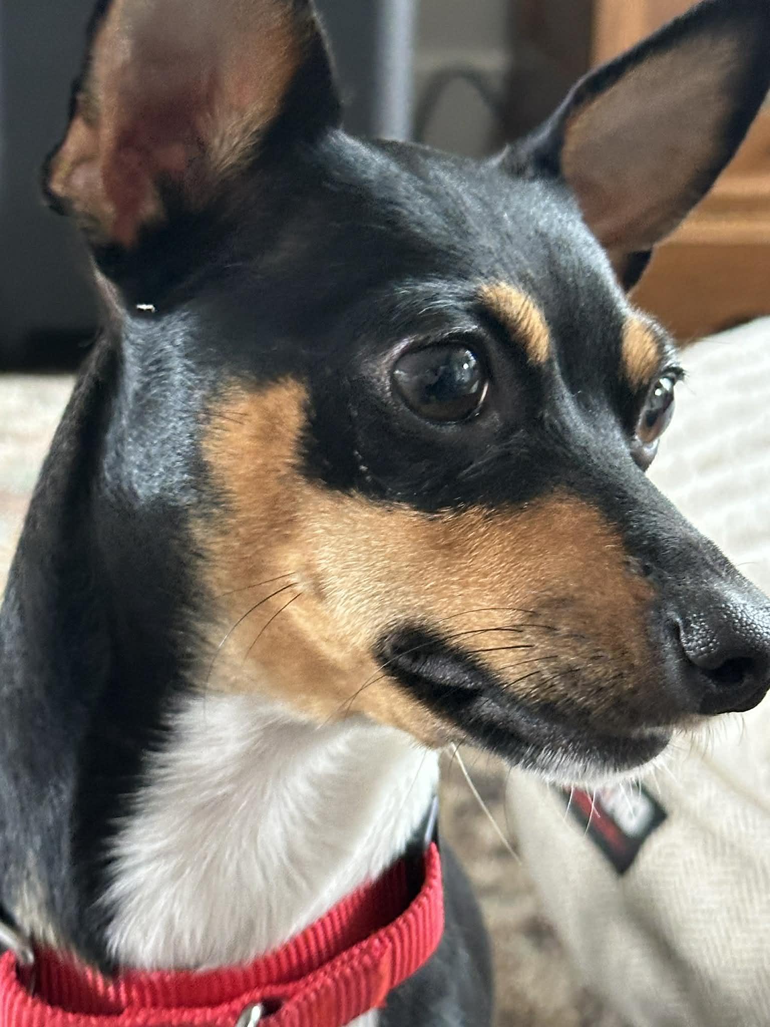 Enlarge Apple, a ADOPTABLE Rat Terrier in Eugene, OR image 4/5