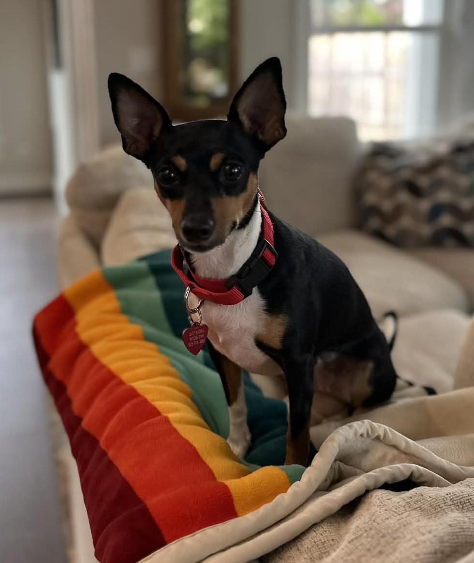 Enlarge Apple, a ADOPTABLE Rat Terrier in Eugene, OR image 2/5