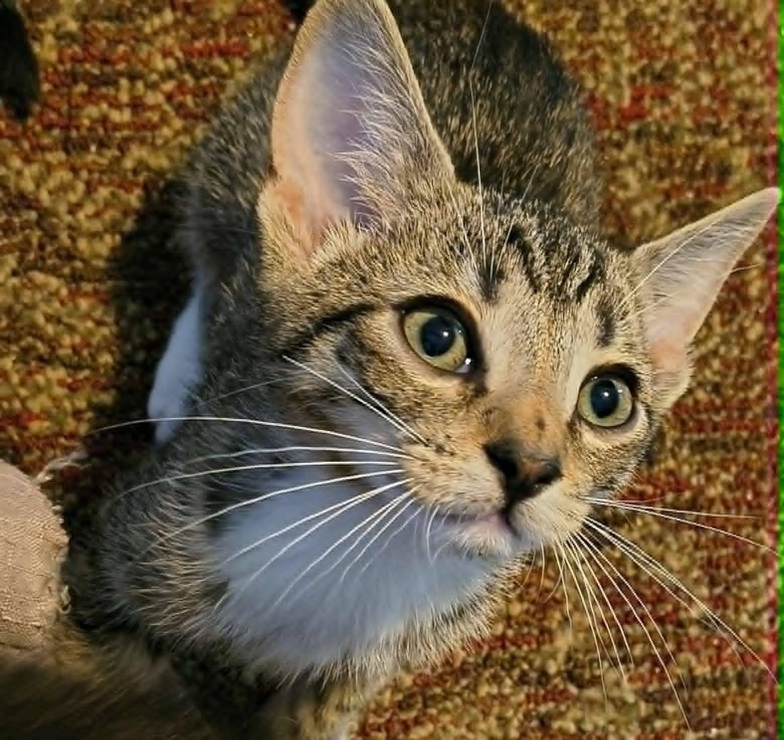 Tomahawk, a Adopted Domestic Short Hair in Camden, SC image 1/2