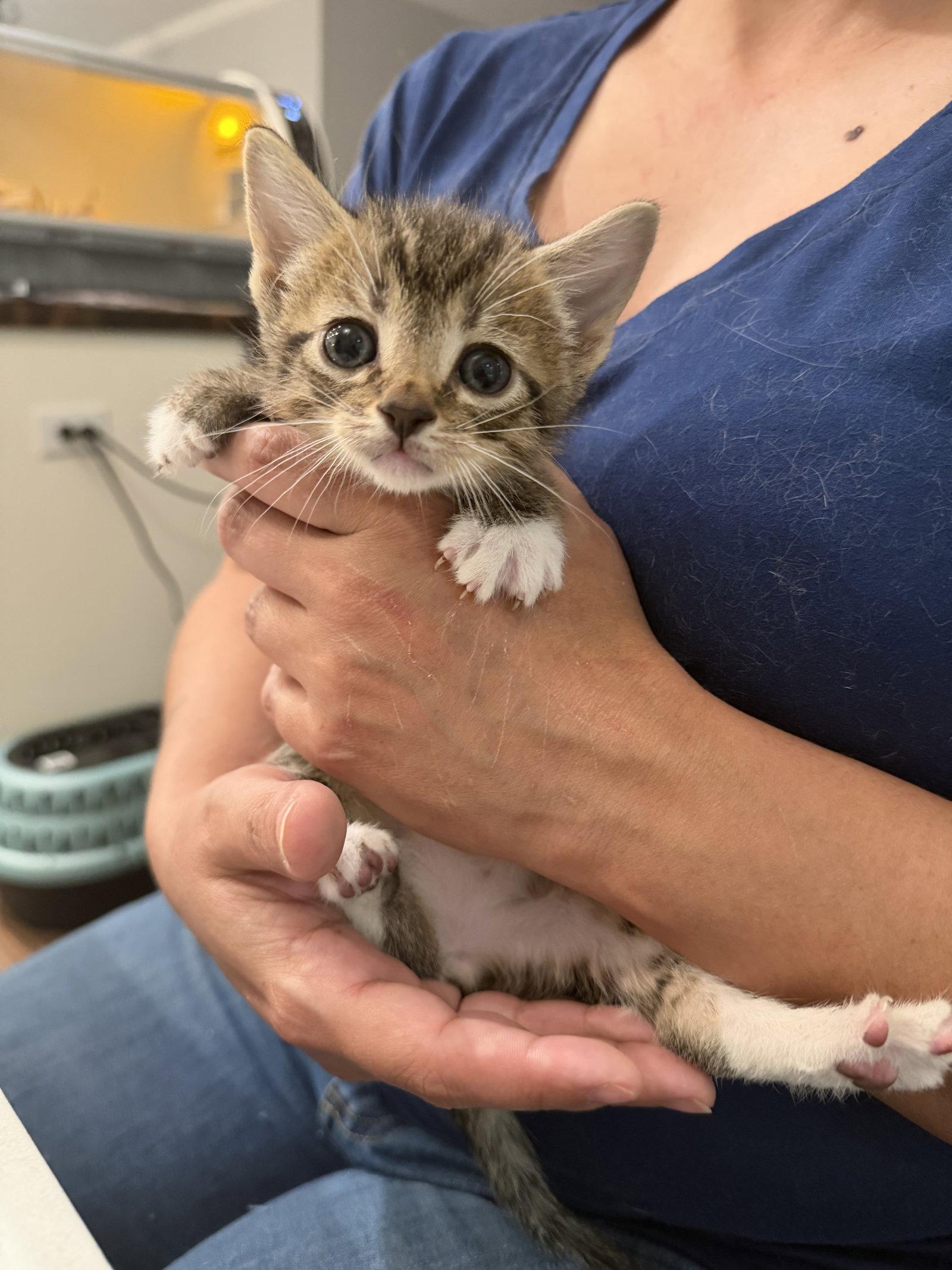 Tomahawk, a Adopted Domestic Short Hair in Camden, SC image 2/2