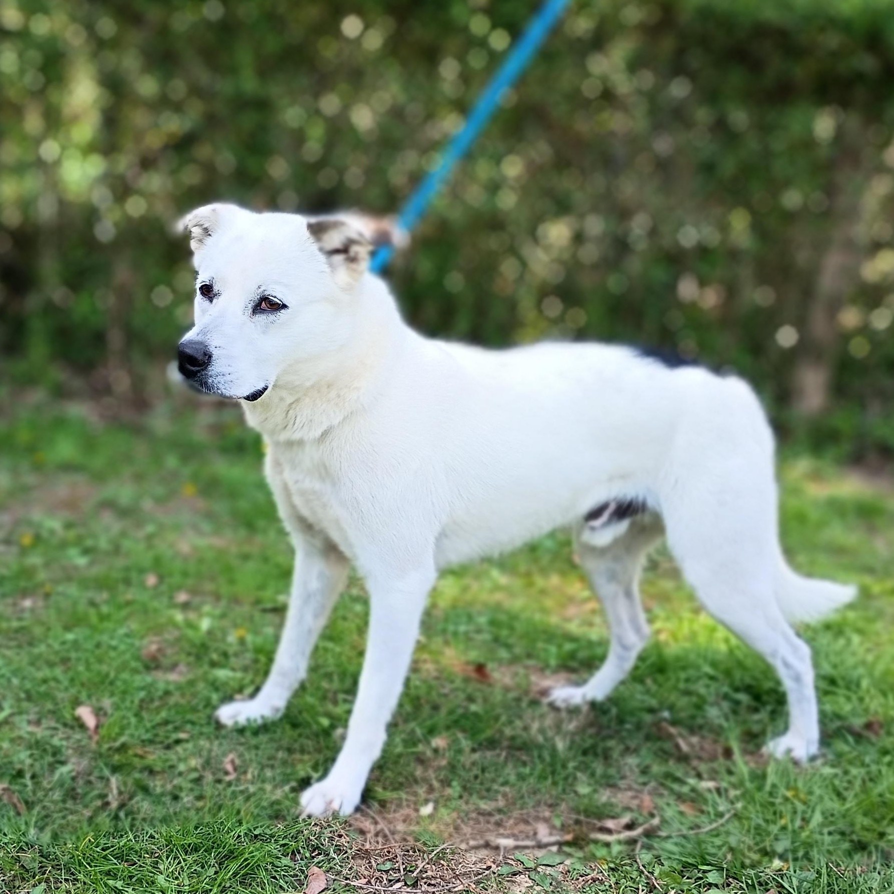 Enlarge Glacier, a ADOPTABLE mixed breed in Maynardville, TN image 1/1