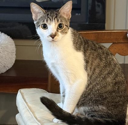 Fowler, Adoptable, Young Male Domestic Short Hair & Domestic Short Hair.