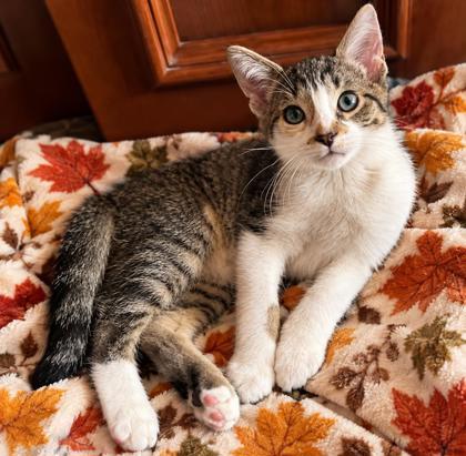 Fowler, Adoptable, Young Male Domestic Short Hair & Domestic Short Hair.