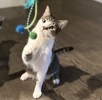 Fowler, a Adoptable mixed breed in Elk Grove Village, IL image 2/3