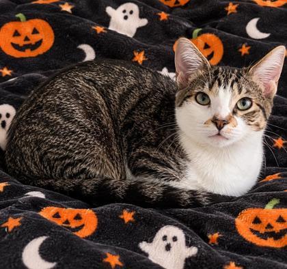 Enlarge Fowler, a Adoptable mixed breed in Elk Grove Village, IL image 3/3