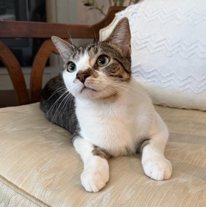 Fowler, a Adoptable mixed breed in Elk Grove Village, IL image 3/3