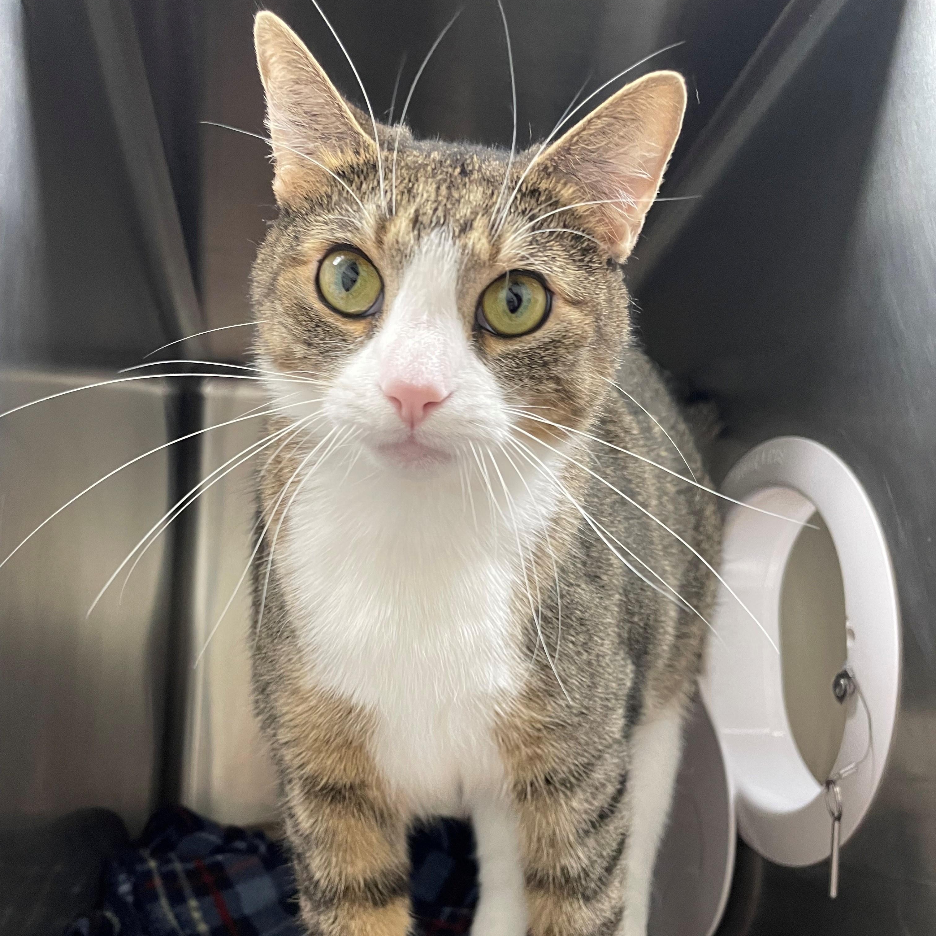 Georgina, Adoptable, Adult Female Domestic Short Hair.