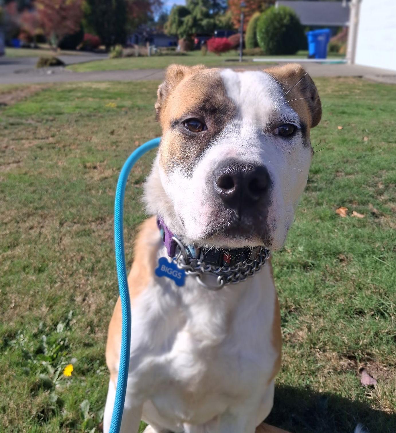 Crumble, Adoptable, Young Male Great Pyrenees.