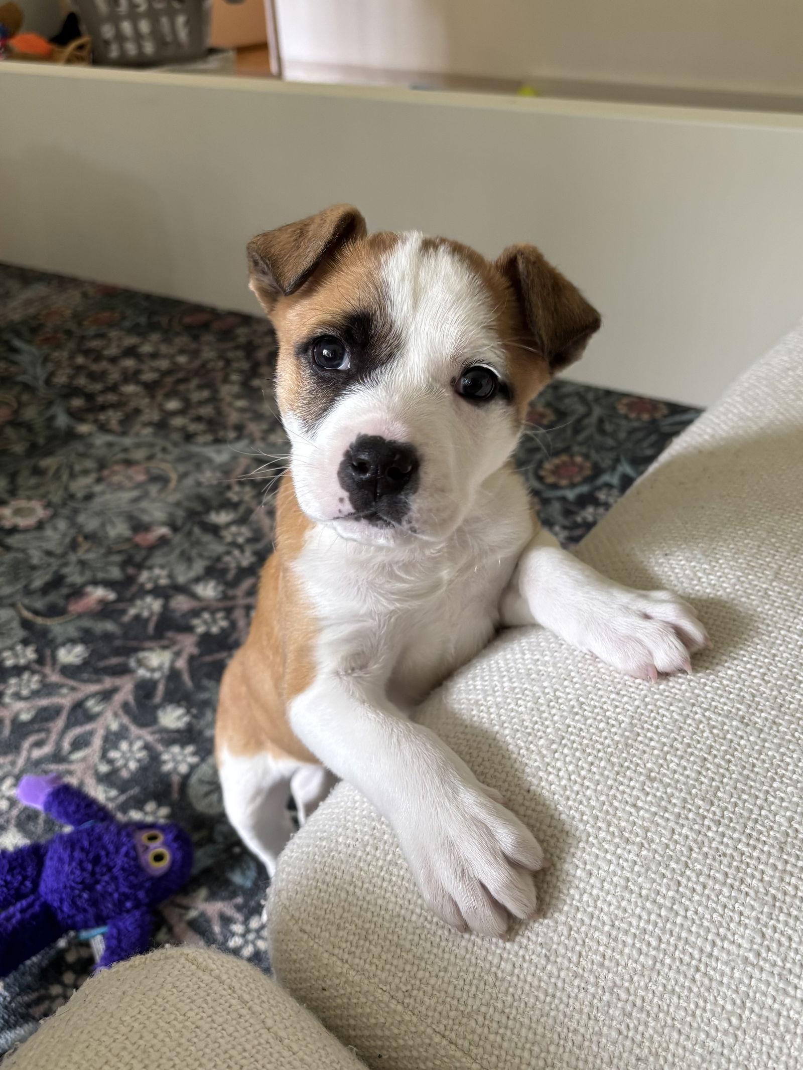 Crumble, a Adoptable Great Pyrenees in Seattle, WA image 2/3