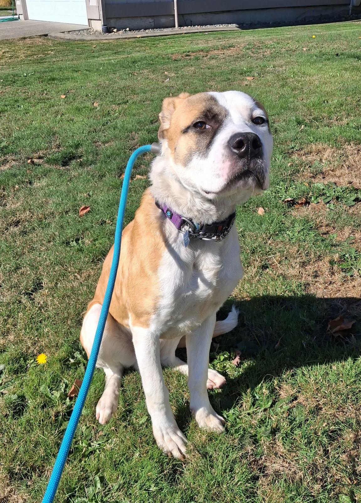 Crumble, a Adoptable Great Pyrenees in Seattle, WA image 3/3