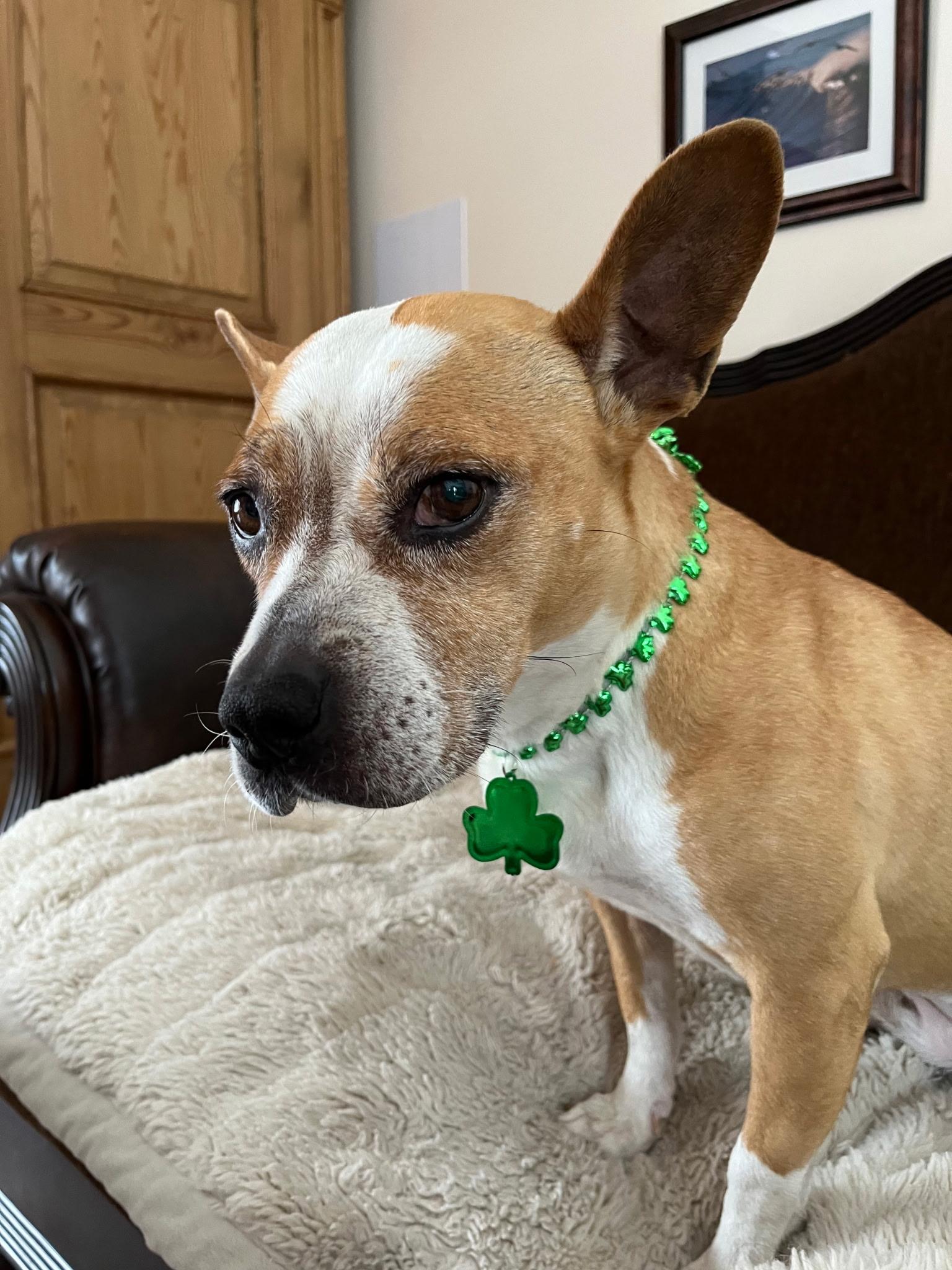 Enlarge Piper, a Adoptable mixed breed in Putnam, CT image 2/5