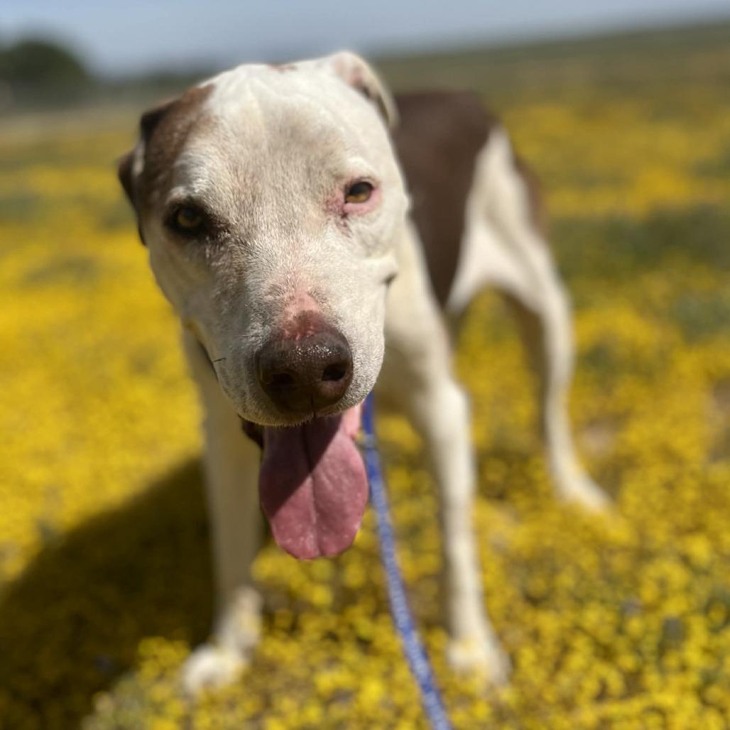 Enlarge Little Dude, a Adoptable mixed breed in Wadena, MN image 1/1