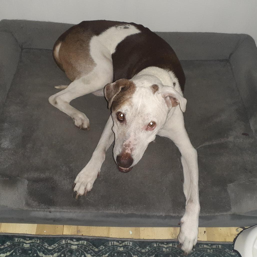 Little Dude, a Adoptable mixed breed in Wadena, MN image 2/5
