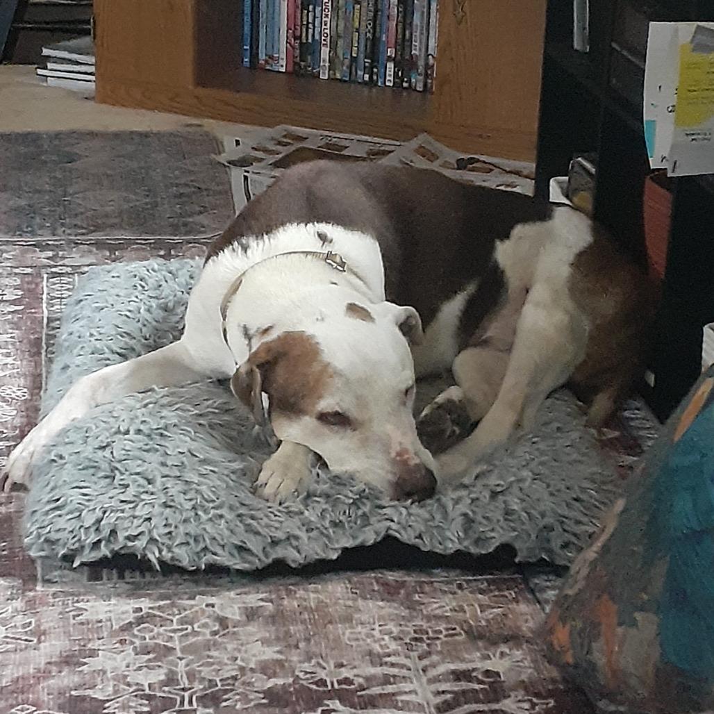 Little Dude, a Adoptable mixed breed in Wadena, MN image 3/5
