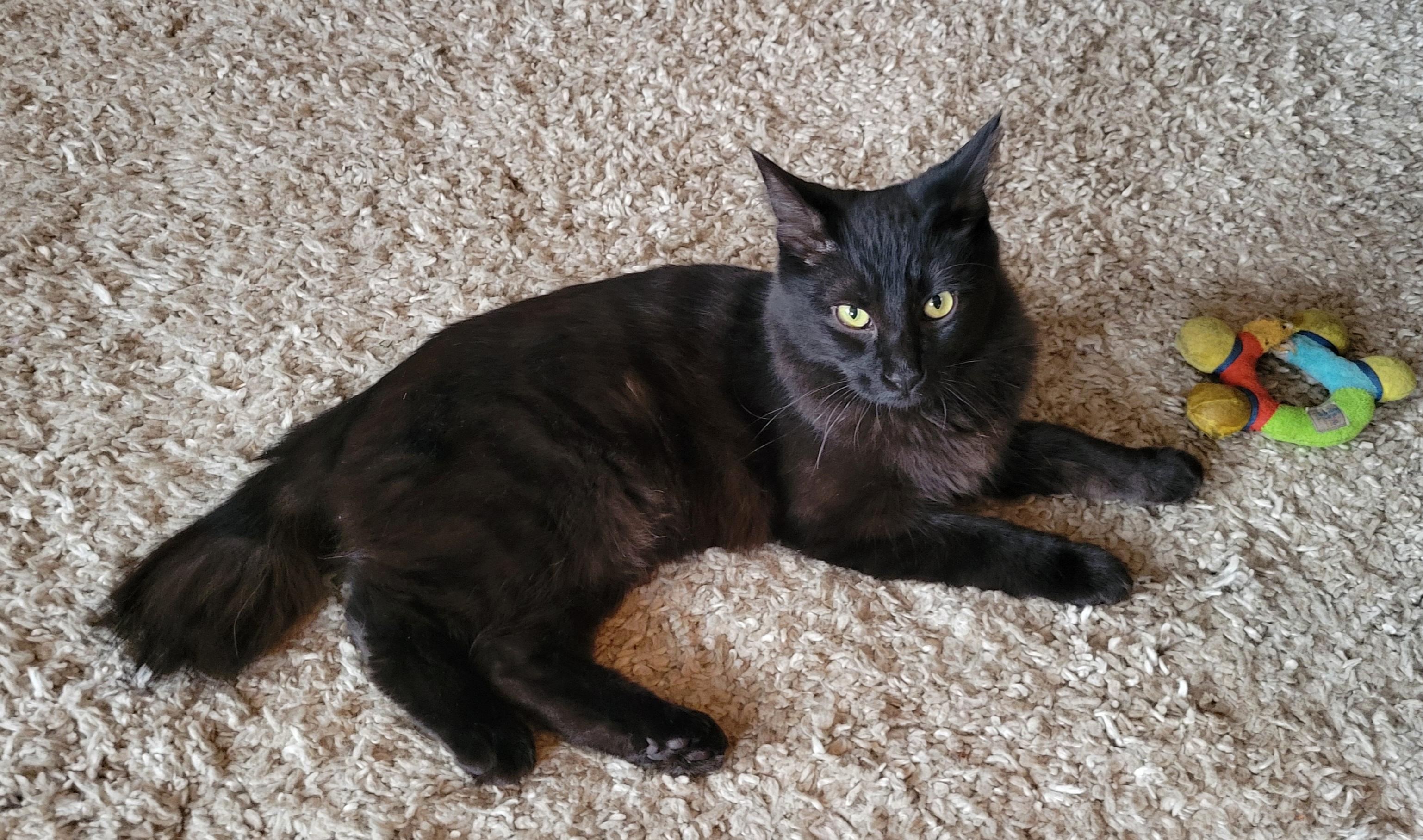 Bubbles, an adopted Domestic Medium Hair in Salt Spring Island, BC image 1/5