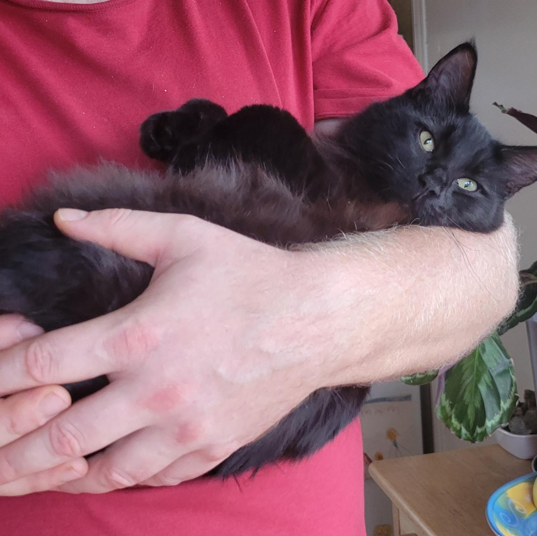 Bubbles, an adopted Domestic Medium Hair in Salt Spring Island, BC image 5/5