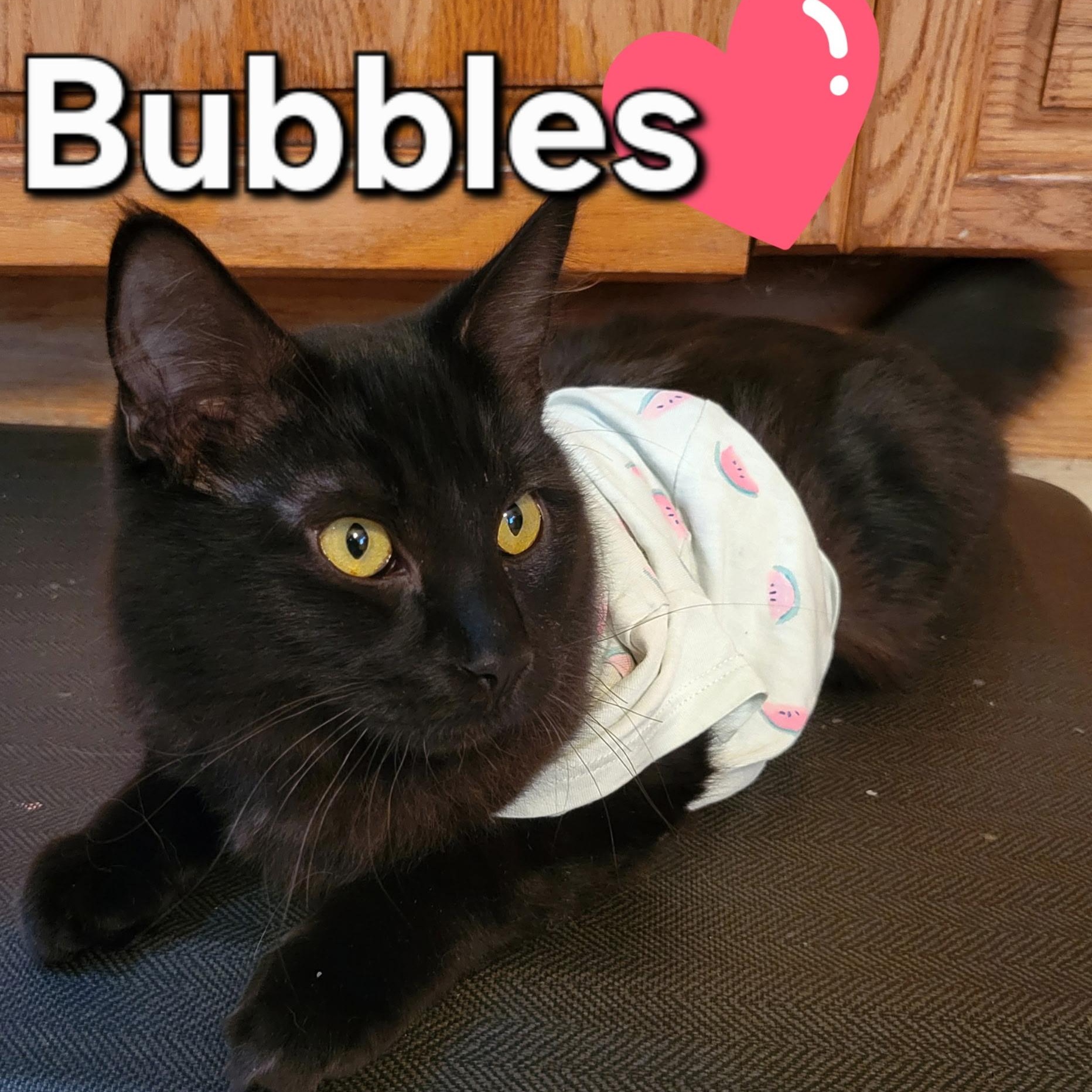 Bubbles, an adopted Domestic Medium Hair in Salt Spring Island, BC image 2/5