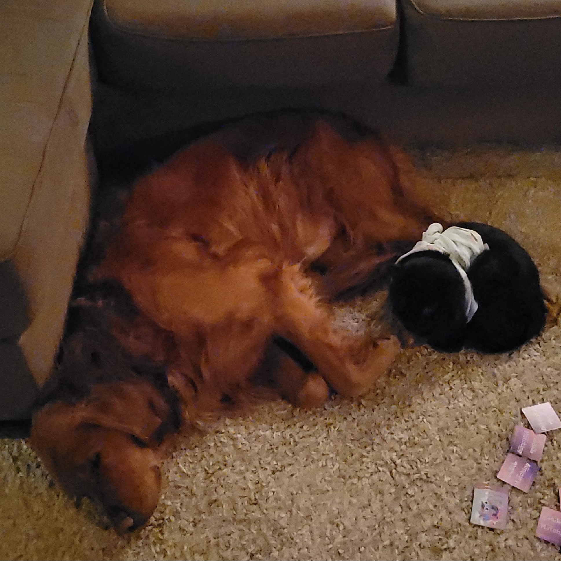 Bubbles, an adopted Domestic Medium Hair in Salt Spring Island, BC image 4/5