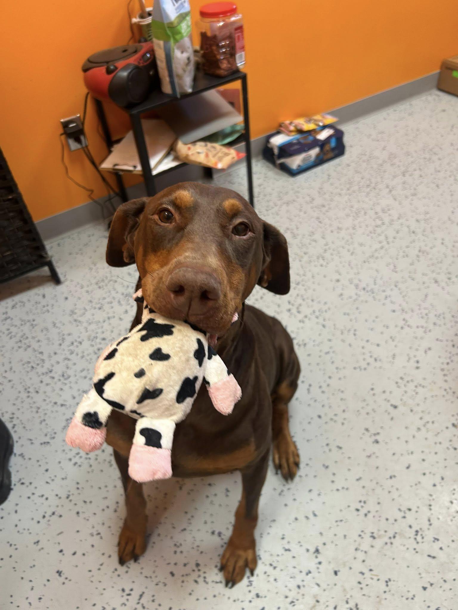 Lucy , an adopted Doberman Pinscher in Lincoln Park, MI image 1/4