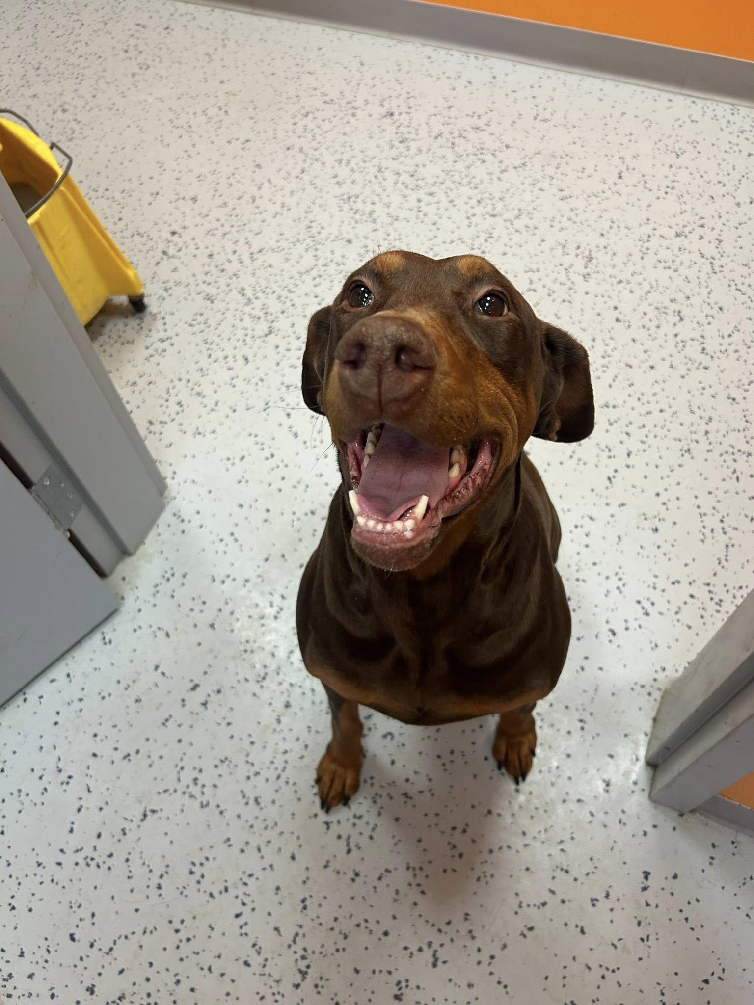 Lucy , an adopted Doberman Pinscher in Lincoln Park, MI image 4/4