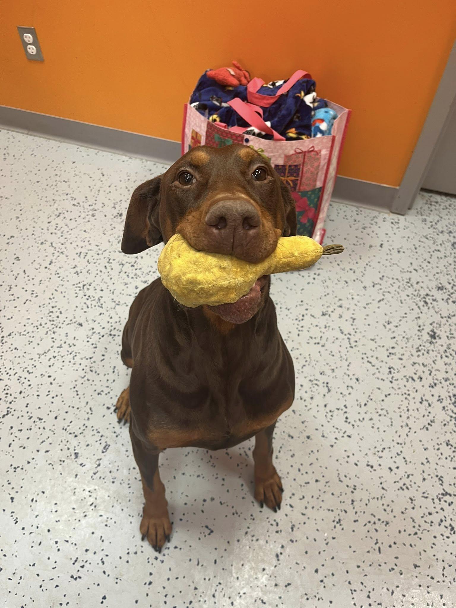 Lucy , an adopted Doberman Pinscher in Lincoln Park, MI image 2/4