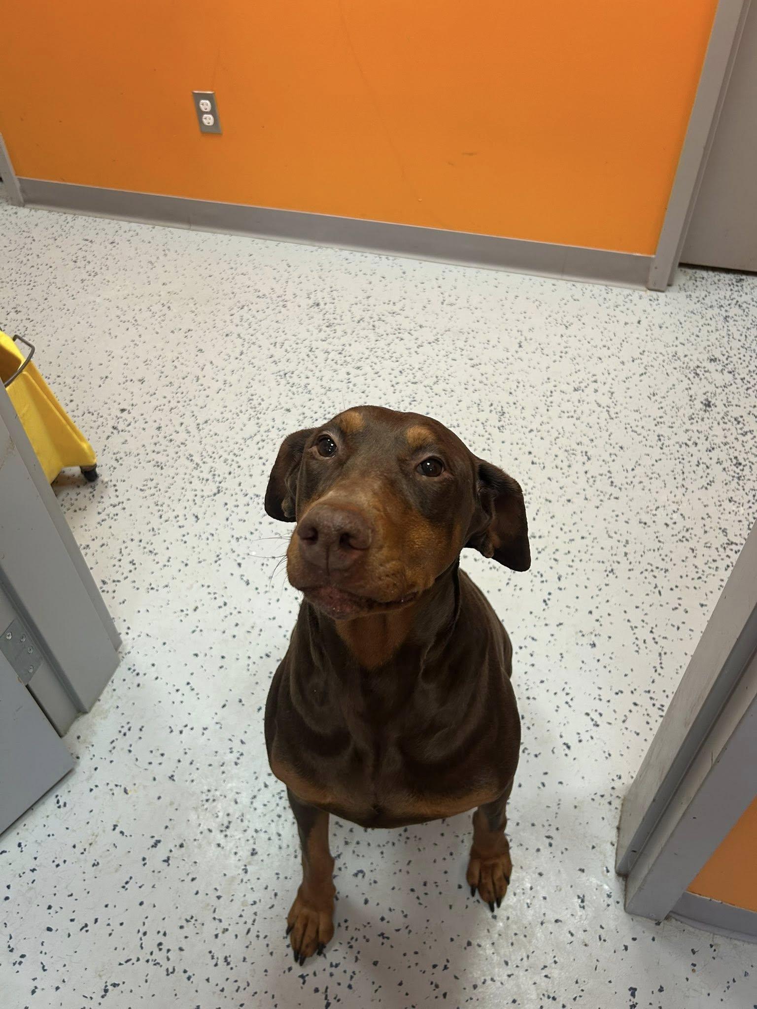 Lucy , an adopted Doberman Pinscher in Lincoln Park, MI image 3/4