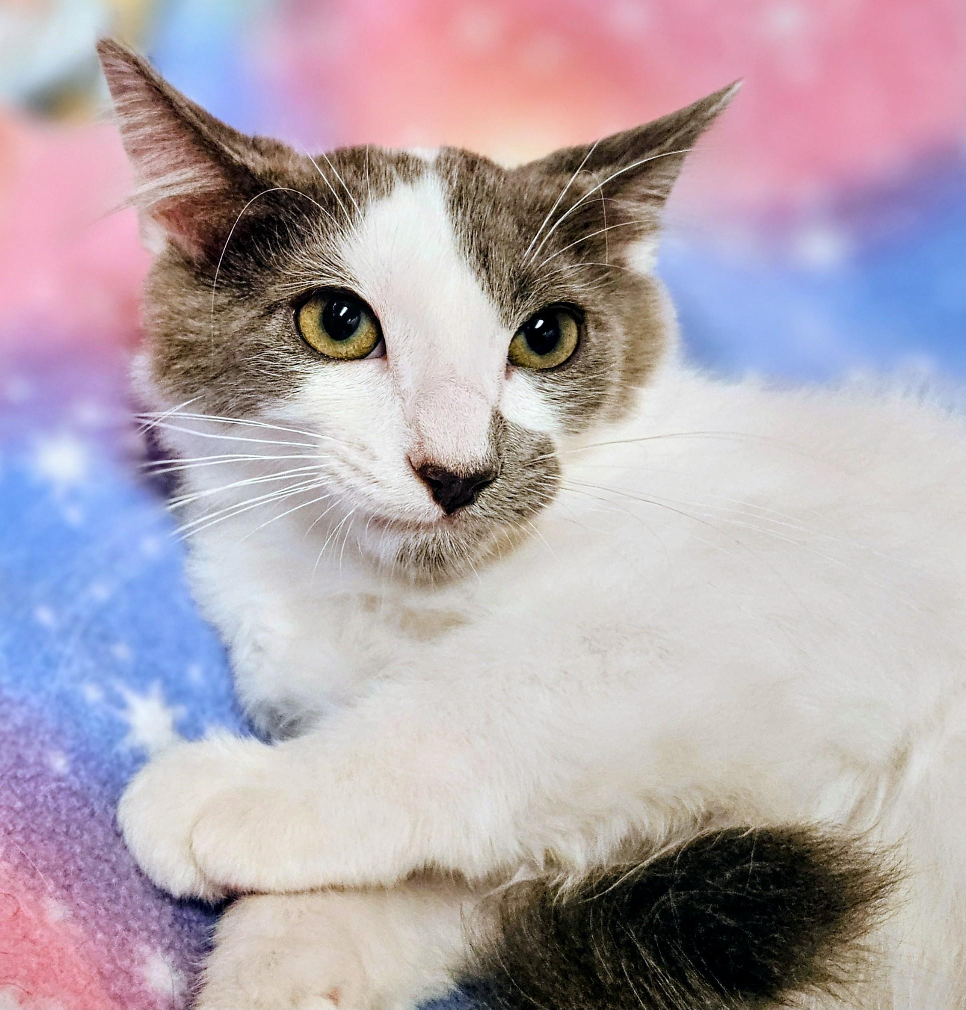 Murphy - Rancho Cucamonga PetSmart, Adoptable, Kitten Male Domestic Short Hair.