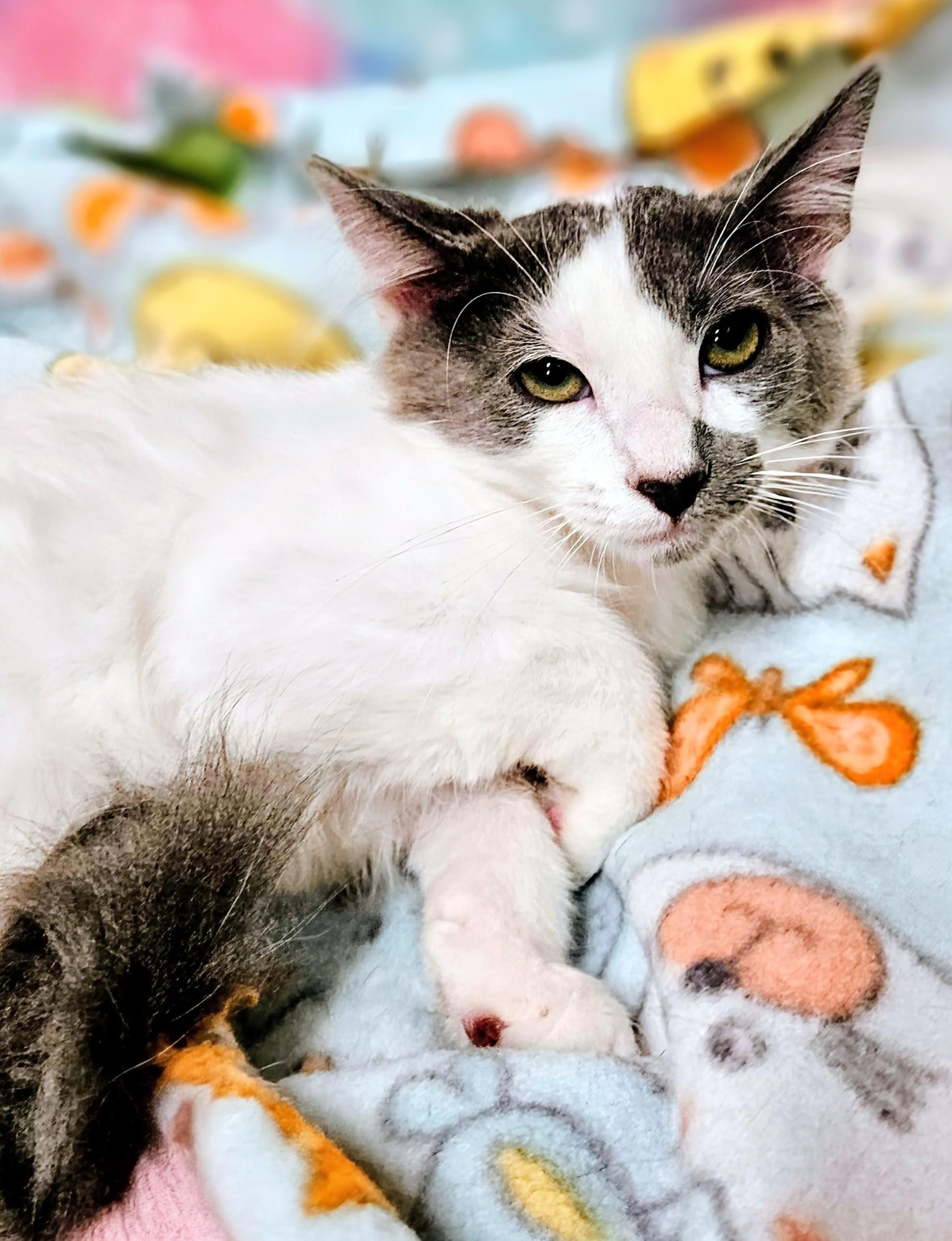 Enlarge Murphy - Rancho Cucamonga PetSmart, a Adoptable Domestic Short Hair in Yorba Linda, CA image 2/4
