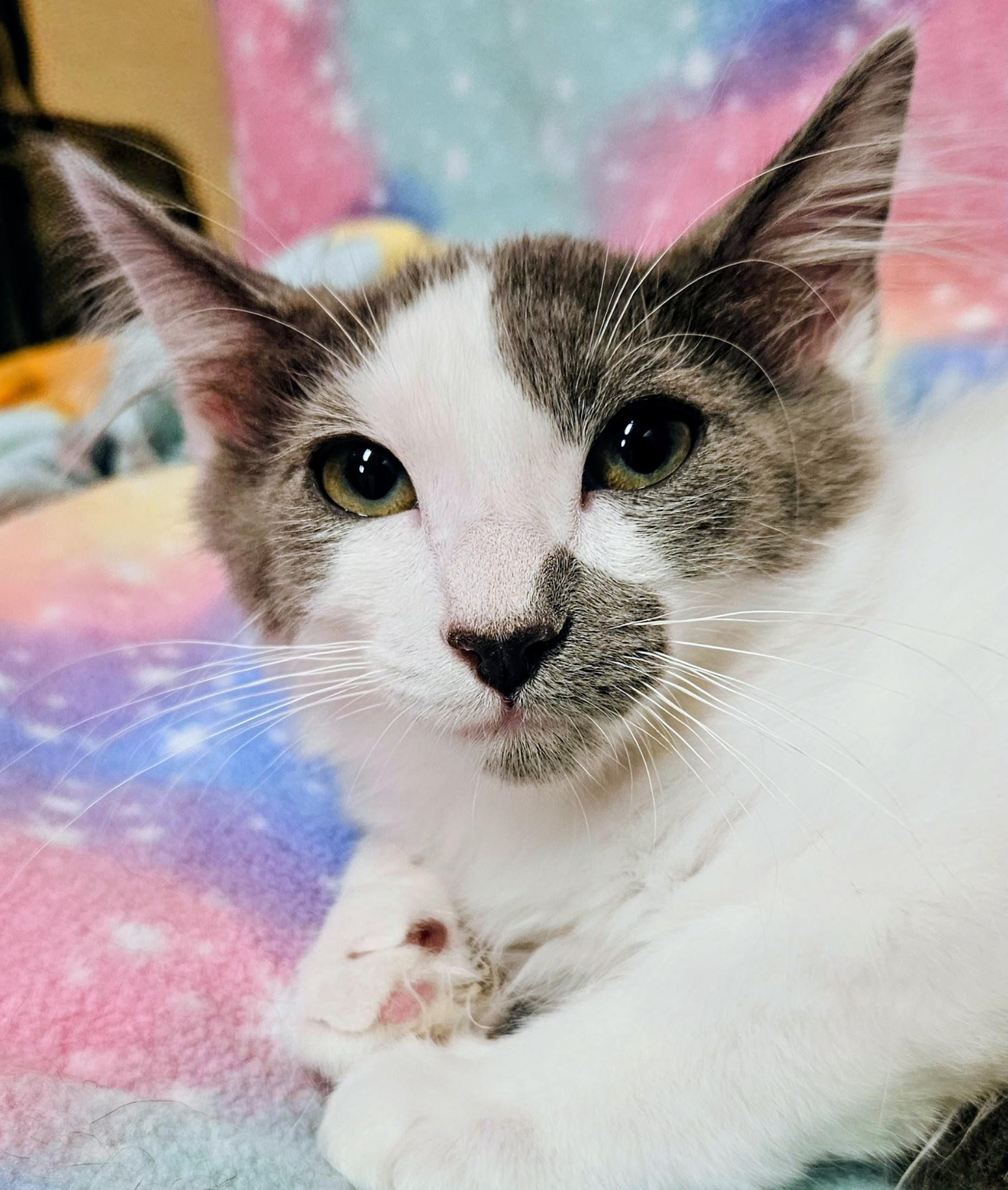 Enlarge Murphy - Rancho Cucamonga PetSmart, a Adoptable Domestic Short Hair in Yorba Linda, CA image 3/4