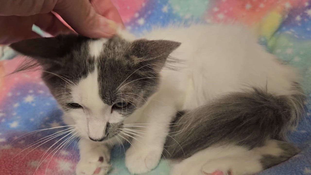 Enlarge Murphy - Rancho Cucamonga PetSmart, a Adoptable Domestic Short Hair in Yorba Linda, CA video 4/4