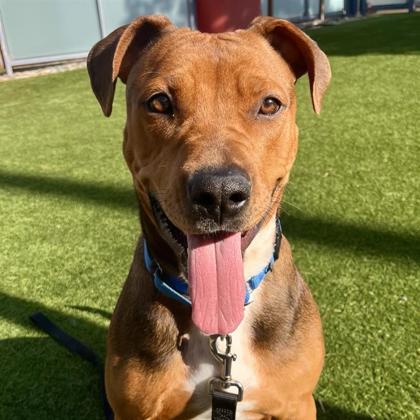 Roxie, Adoptable, Adult Female Pit Bull Terrier & Mixed Breed.