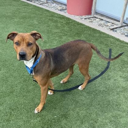 Enlarge Roxie, a Adoptable mixed breed in San Francisco, CA image 2/3