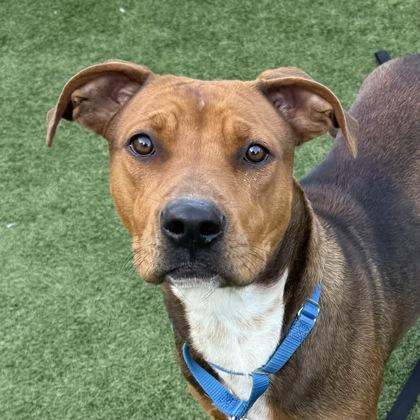 Enlarge Roxie, a Adoptable mixed breed in San Francisco, CA image 3/3