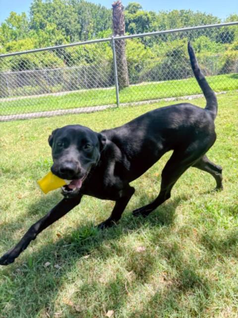 DIAMOND, Adoptable, Young Female Labrador Retriever & Mixed Breed.