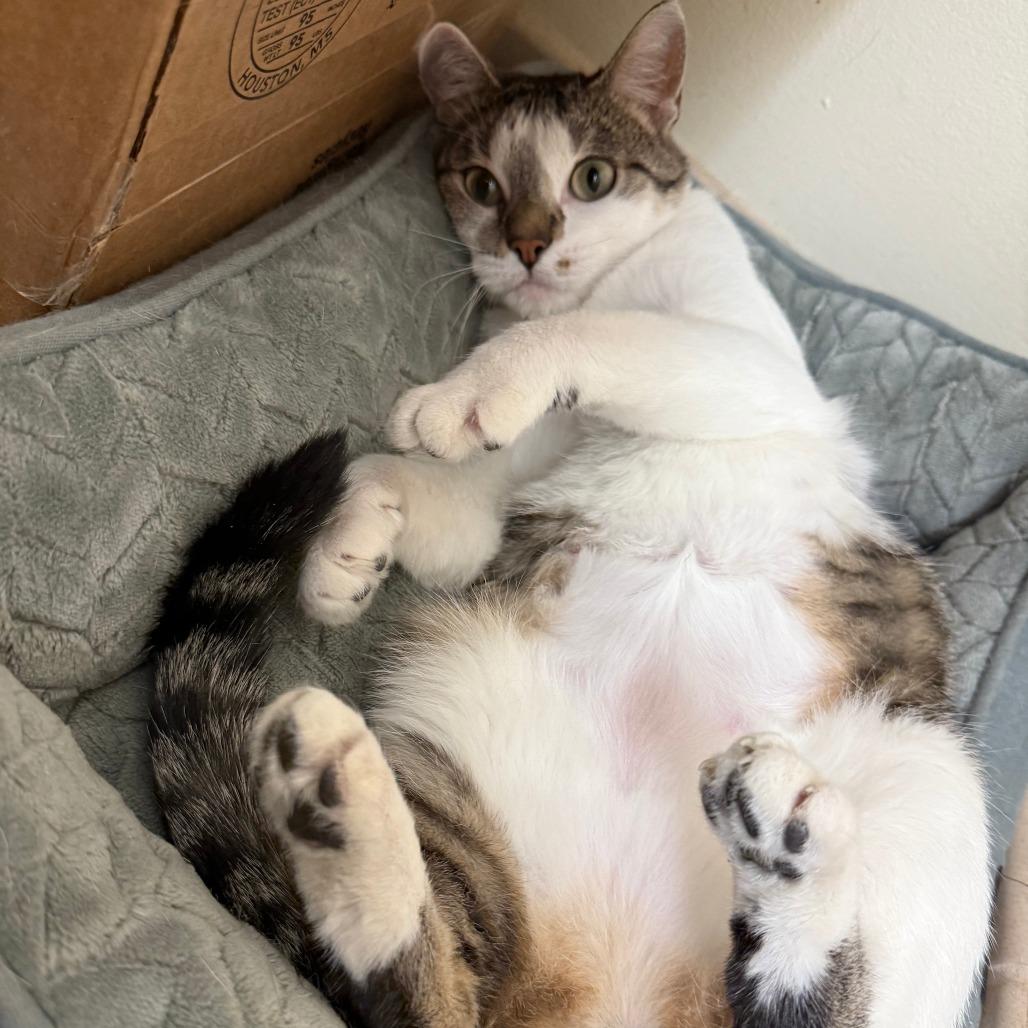 Cinnabon, Adoptable, Adult Female Domestic Short Hair.