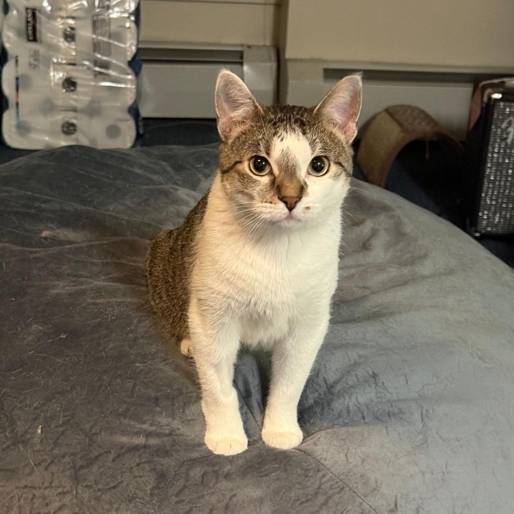 Enlarge Cinnabon, a Adoptable Domestic Short Hair in St. Paul, MN image 2/6