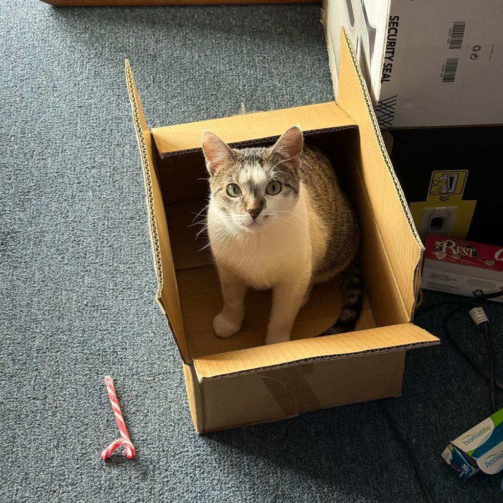 Enlarge Cinnabon, a Adoptable Domestic Short Hair in St. Paul, MN image 3/6